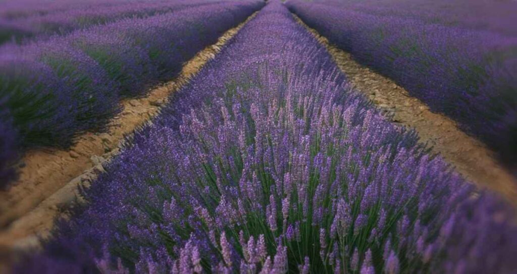 190 lavender quotes