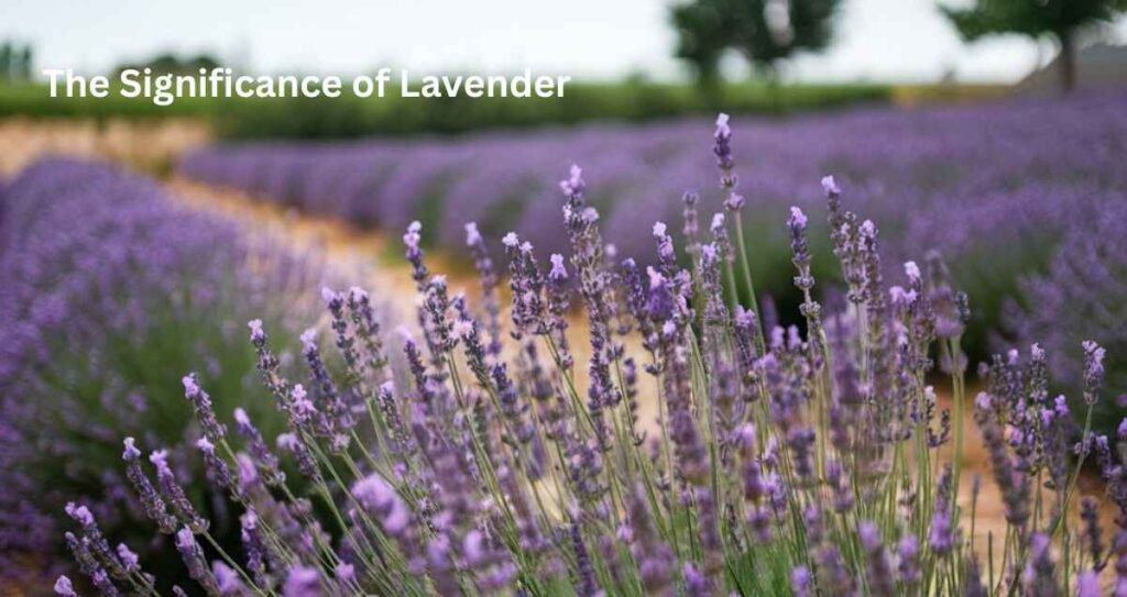 The Significance of Lavender